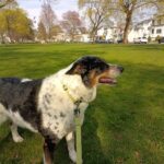 Aussie Cattle Dog Max on the Milford Green