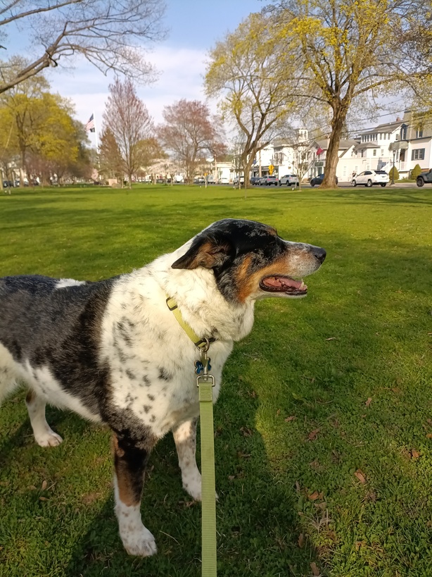 Aussie Cattle Dog Max on the Milford Green